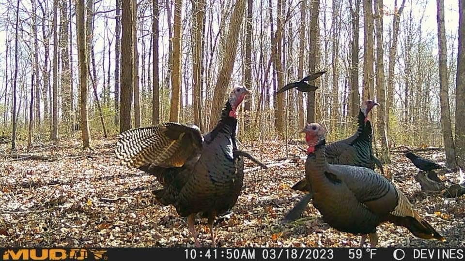 Best Cellular Trail Camera for Multiple Cameras